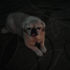 Meet your Posher, Annette